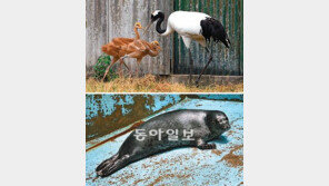 [수도권]잠자리 편해진 희귀동물들, 잇단 출산 ‘경사’