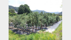 비타민나무 농장주모집, 15필지 최종마감!