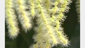 [굿모닝!]‘밤꽃 향기’의 비밀…면역세포 수명 증가