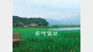 [대구/경북]달성 용흥지 남생이 복원한다