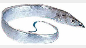 매출비중, 오징어에도 밀려 3위… ‘갈치의 굴욕’