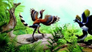 과학계 “시조새는 공룡에 가까운 원시조류”