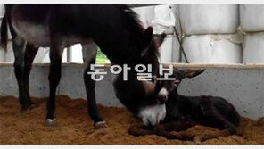 [TV 하이라이트]태어나자마자 걷는 당나귀