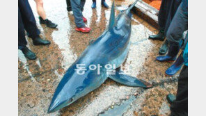 [대구/경북]동해안 청상아리 잇따라 출몰… 해수욕장 ‘비상’