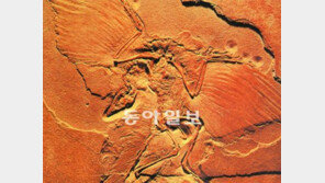 시조새-말 진화과정, 교과서 삭제 안될듯