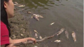 잉어 떼죽음, 104년 가뭄 때문 “비 소식은 언제?”