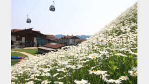 야생화 내음 속으로…