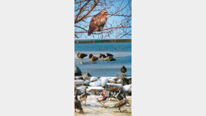 ‘람사르 습지’ 공식 지정된 한강 밤섬, 축복일까 재앙일까