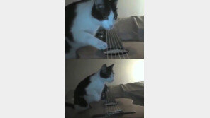 [영상] 지진 느낀 고양이, 진동 느끼자 경계 태세 ‘신기’