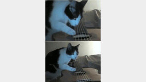 ‘지진 느낀 고양이’ 동영상 화제…‘얼음’