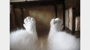 ‘고양이의 시점’  발 끝만 보이네…‘너무 귀여워’