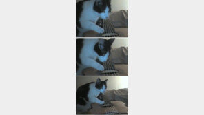 [영상] 지진 느낀 고양이, “지진에도 기타 곁을 떠나지 않는 이유?”