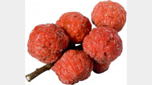 [2012 상반기 히트상품] 고성 꾸지뽕, 고혈압·당뇨에 특효