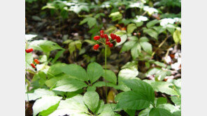 [2012 상반기 히트상품] 5년근 산양산삼 사포닌, 인삼의 10배