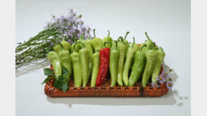 [2012 상반기 히트상품] 당뇨에 좋은 당조고추 ‘맛도 좋네’