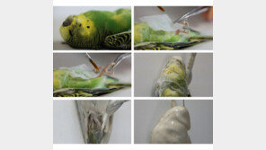 [영상] 죽은 새의 사체를 도자기로 구워낸 서민정展