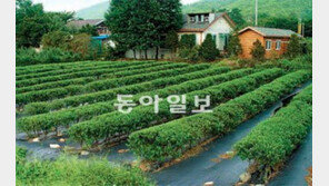 [Home&Dream]영농조합이 관리해주는 강원 비타민농장 15필지