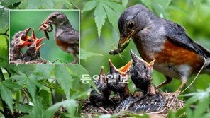 되지빠귀 “가뭄 때문에 먹이가 달라졌어요”… 작년엔 지렁이, 올핸 곤충