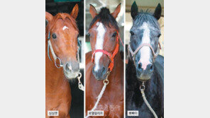 [토요 11경주 분석] ‘싱싱캣’ 준족 절대강馬 노린다!