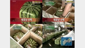 ‘네모 수박’ 화제, 무려 가격이 약 15만 원?