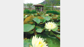 [부산/경남]수련 활짝