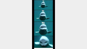 다가오는 고래 1초 후, “역시 돌고래는 친 인간적이야!”