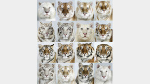 호랑이 증명 사진 화제 ‘얼굴은 제각각…카리스마는 일관!’