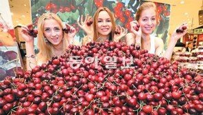 바나나 제친 체리 수입과일 매출 1위