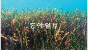[광주/전남]친환경했더니 바다도 어민도 ‘윈윈’ 