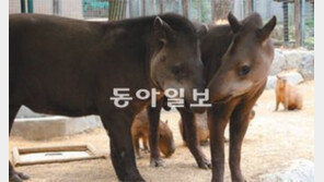 [수도권]희귀 동물 ‘아메리카테이퍼’ 2세 볼까