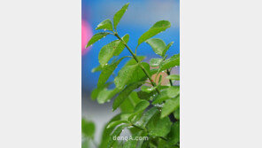 [SD포토] 서울날씨, 비 머금은 싱그러운 잎