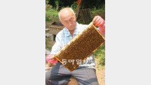 [광주/전남]평균연령 73세… 함평 107인의 실버 양봉단