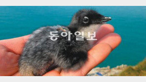 뿔쇠오리 새 서식지, 여수 백도서 발견