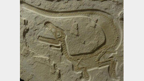 아기 공룡 화석 발견, 마치 살아돌아온 듯 ‘생생하네’