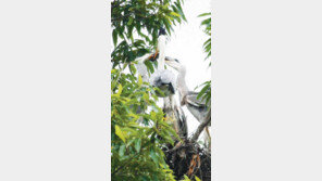 [광주/전남]왜가리 새끼들의 치열한 몸싸움