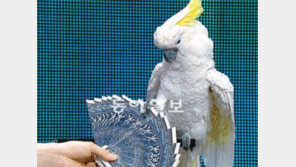 [오늘의 채널A]“레드선!” 외치자 바로 기절한 앵무새