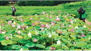 [대구/경북]경주 안압지 연꽃 활짝