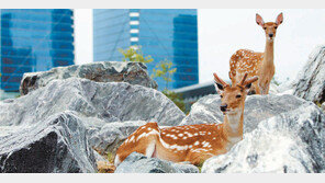 [인천/경기]도시 속 꽃사슴의 휴식