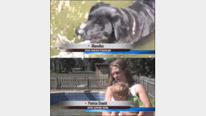 아이 구하러 뛰어든 개 “수영장에 빠진 아기 몸으로 떠받쳐”