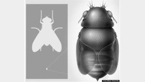 개미 뇌 빨아먹는 초소형 파리 발견, “크기가 작아진 이유는?”