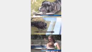 아이 구하러 뛰어든 개 ‘감동’… “자식같이 생각한 듯”