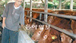 [광주/전남]한우계의 ‘끝판왕’ 적토우, 몸값 신기록 세울까