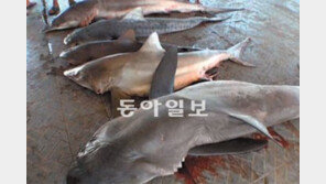 [오늘의 채널A]‘샤크스핀 요리’에 담긴 불편한 진실