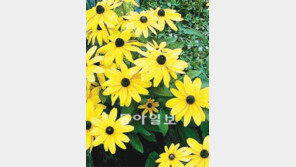 [O2/꽃과의 대화]루드베키아… 달리아… 거베라… 영원히 꽃이 된 사람들