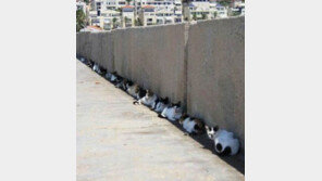 고양이 태양 피하는 법, 담 아래 옹기종기 ‘영리하네’