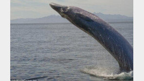 가장 이상한 고래, 길이가 14m “뱀장어 아냐?”