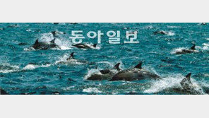 [부산/경남]장생포, 다시 ‘고래잡이’ 꿈을 꾸다