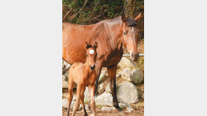 [대구/경북]수정란 이식 망아지 1호 출산
