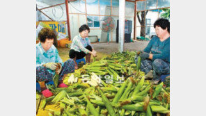 [충북]괴산명물 ‘대학찰옥수수’ 첫 출하