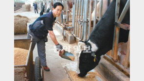 [수도권/메트로 달인]경기 고양 젖소개량사업소 엄기성 반장
